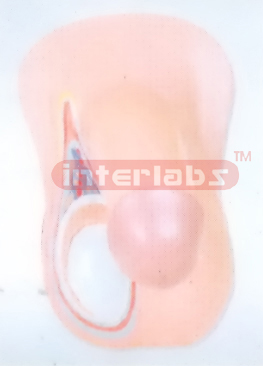 MALE TESTIS ANATOMICAL & ENLARGED MODEL